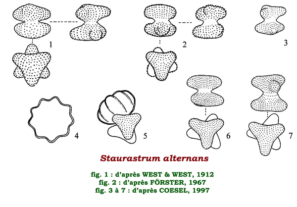 Staurastrum alternans (Ralfs) Brébisson, 1848 #81875