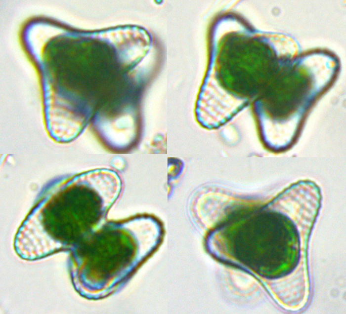 Staurastrum alternans (Ralfs) Brébisson, 1848 #81873