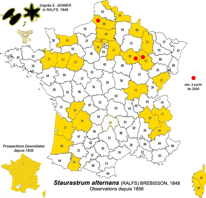 Staurastrum alternans (Ralfs) Brébisson, 1848 #84322