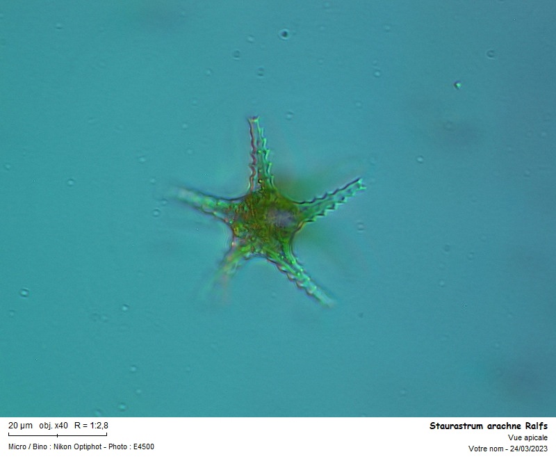 Staurastrum arachne Ralfs #73963