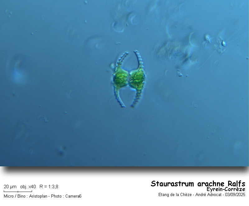Staurastrum arachne Ralfs #83580