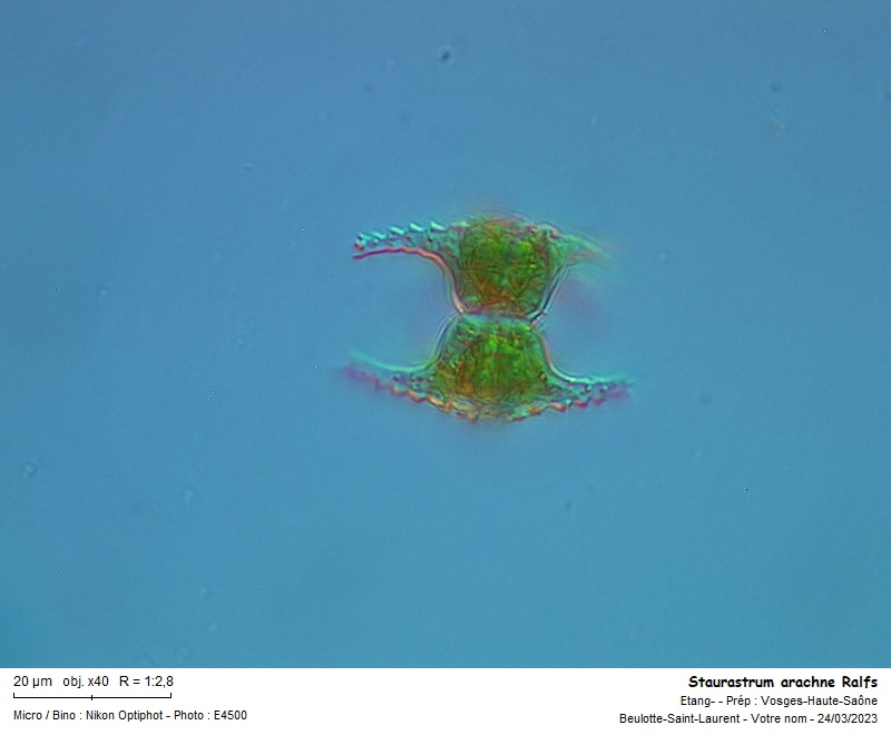 Staurastrum arachne Ralfs #73962