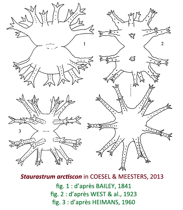 Staurastrum arctiscon #81135