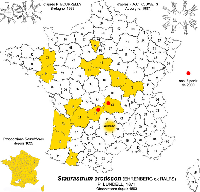 Staurastrum arctiscon #81134
