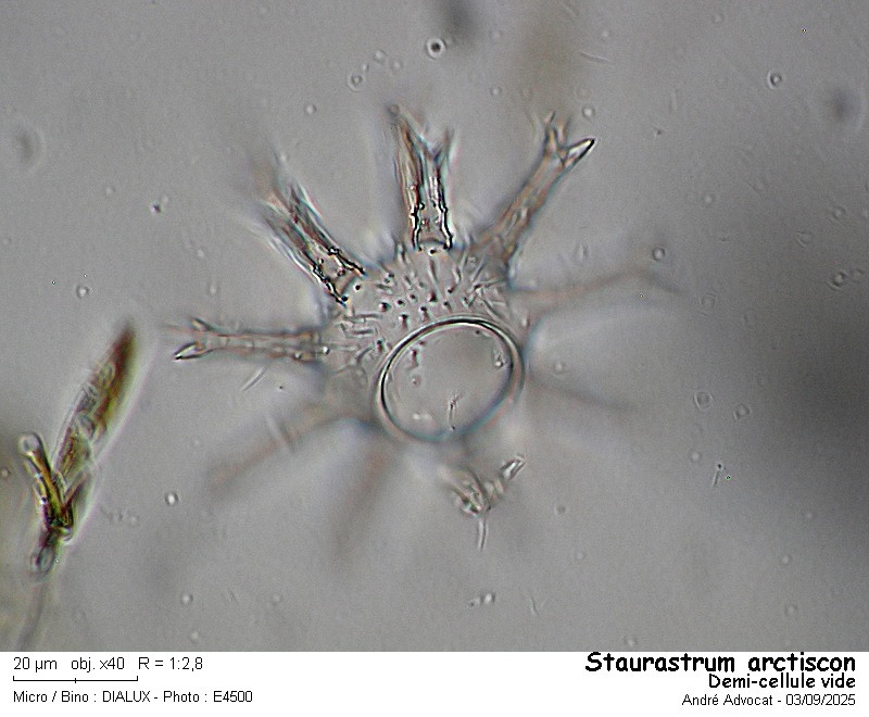 Staurastrum arctiscon (Ralfs) P.Lundell #83570