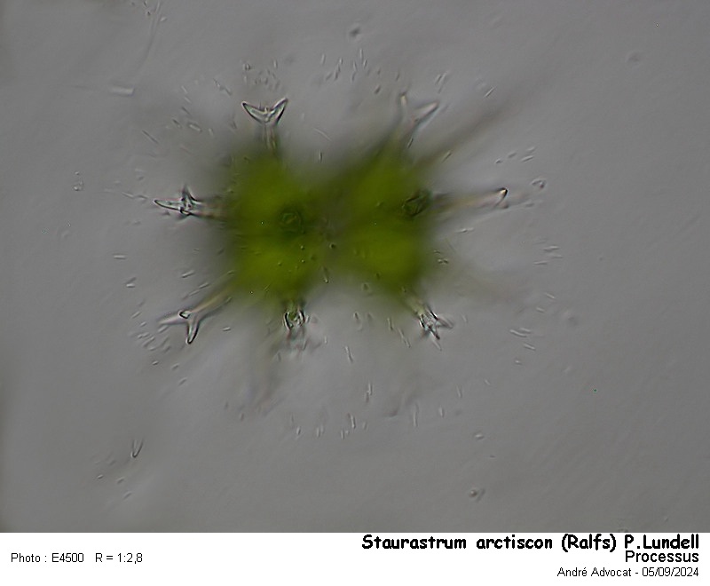 Staurastrum arctiscon (Ralfs) P.Lundell #80068