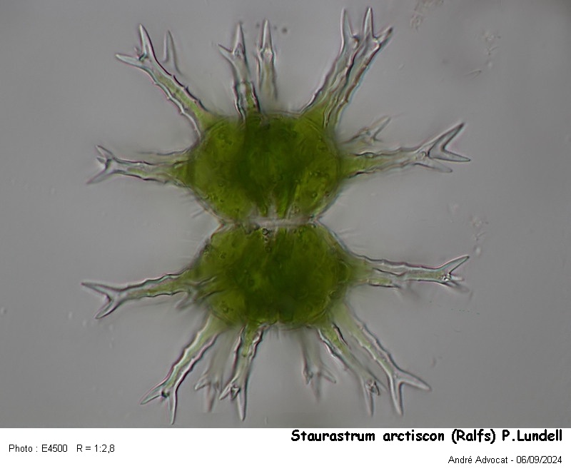 Staurastrum arctiscon (Ralfs) P.Lundell #80069