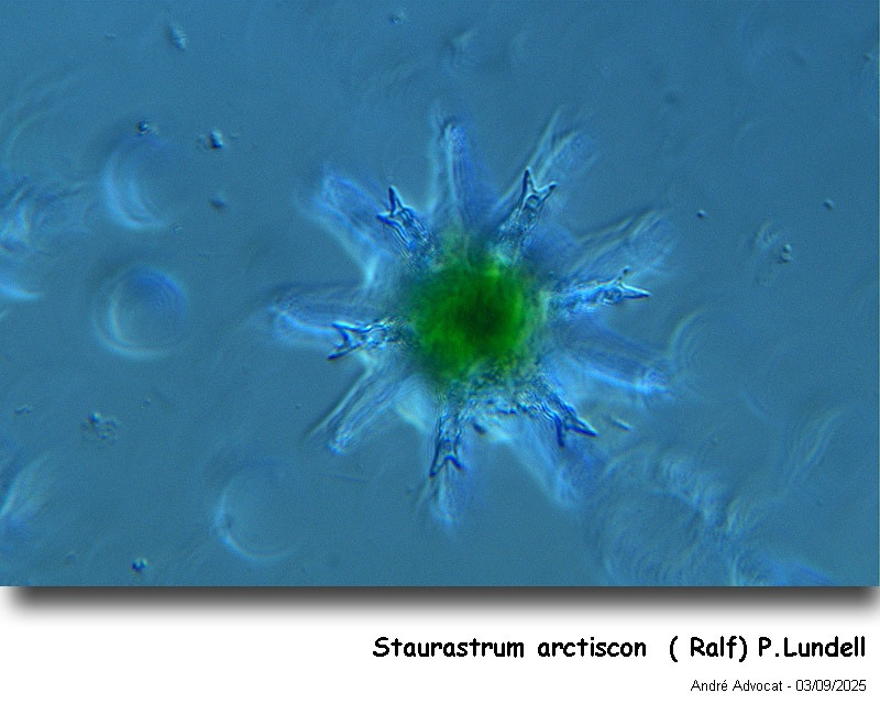 Staurastrum arctiscon (Ralfs) P.Lundell #83569