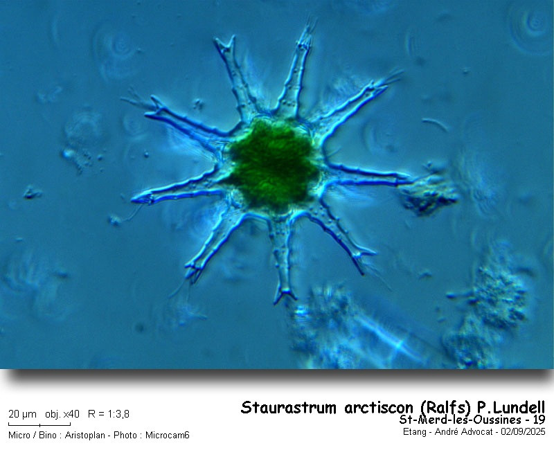 Staurastrum arctiscon (Ralfs) P.Lundell #83568