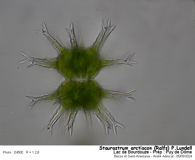 Staurastrum arctiscon (Ralfs) P.Lundell #80067