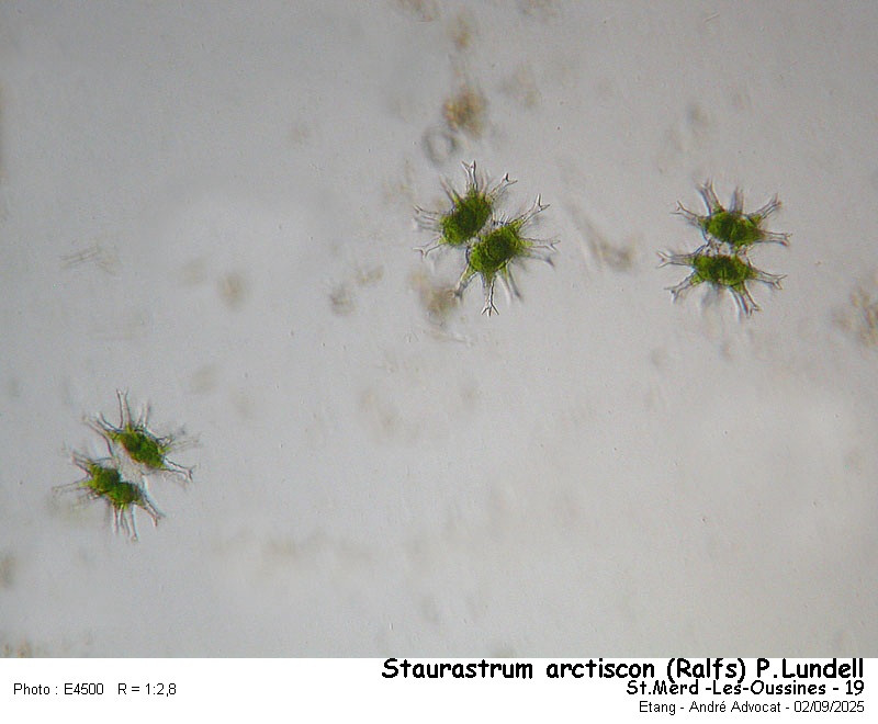Staurastrum arctiscon (Ralfs) P.Lundell #83567