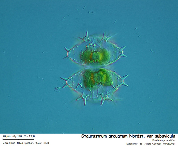 Staurastrum arcuatum var. subavicula #79653