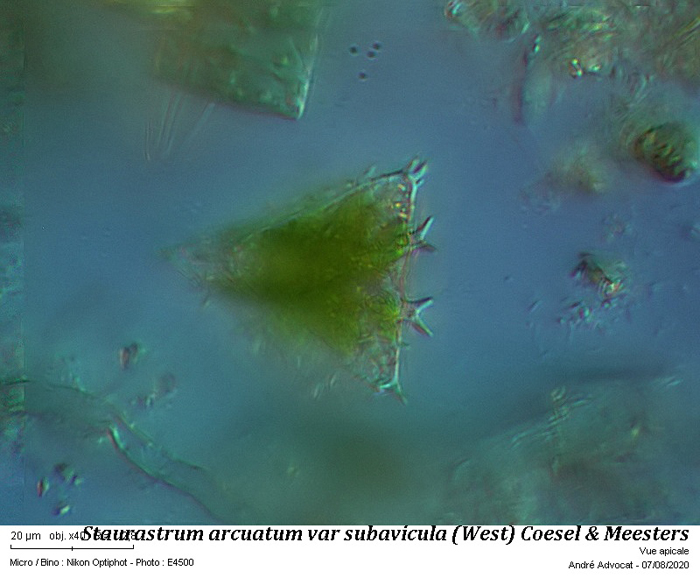 Staurastrum arcuatum var. subavicula #79655