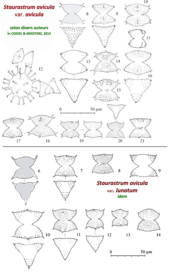 Staurastrum avicula Ralfs #80860