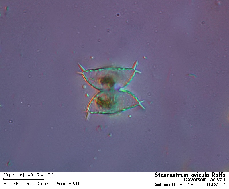 Staurastrum avicula Ralfs #80832