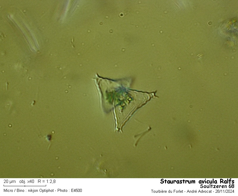 Staurastrum avicula Ralfs #80833
