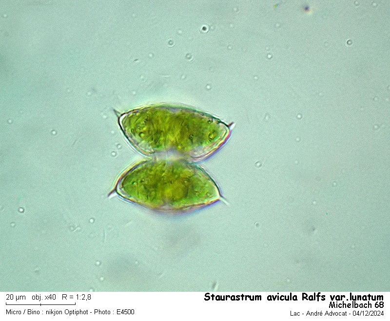 Staurastrum avicula Ralfs var. lunatum(Ralfs) Coesel et Mees #80891