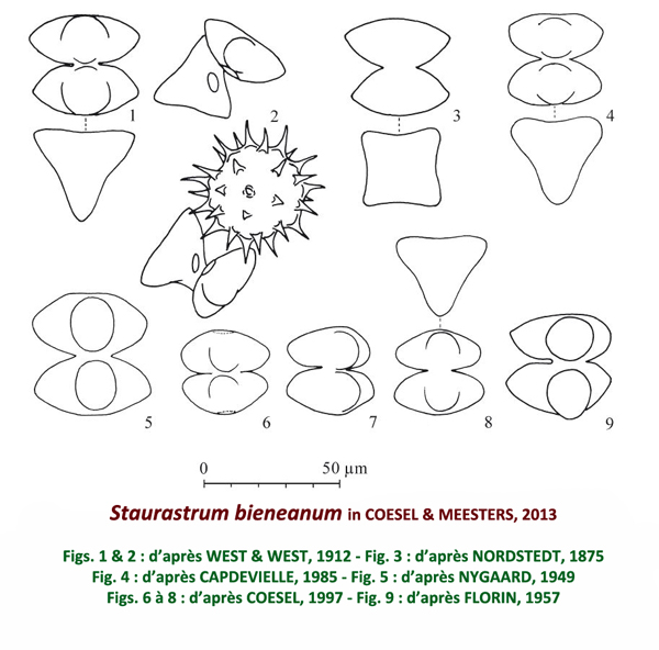 Staurastrum bieneanum Rabenhorst #82373