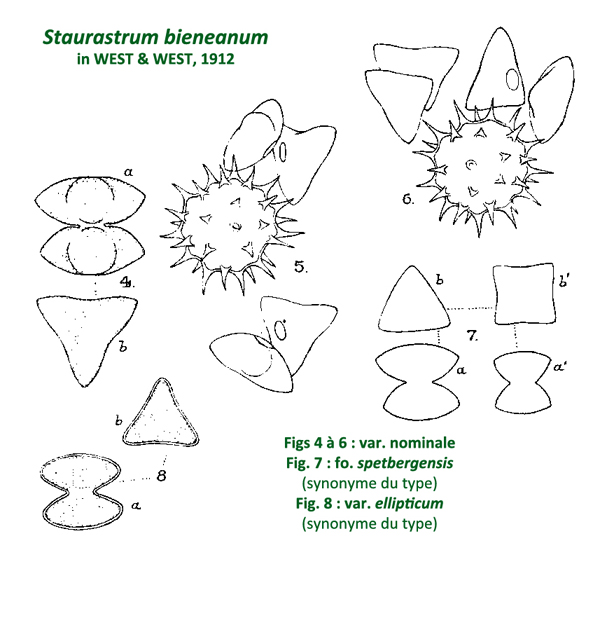 Staurastrum bieneanum Rabenhorst #82372