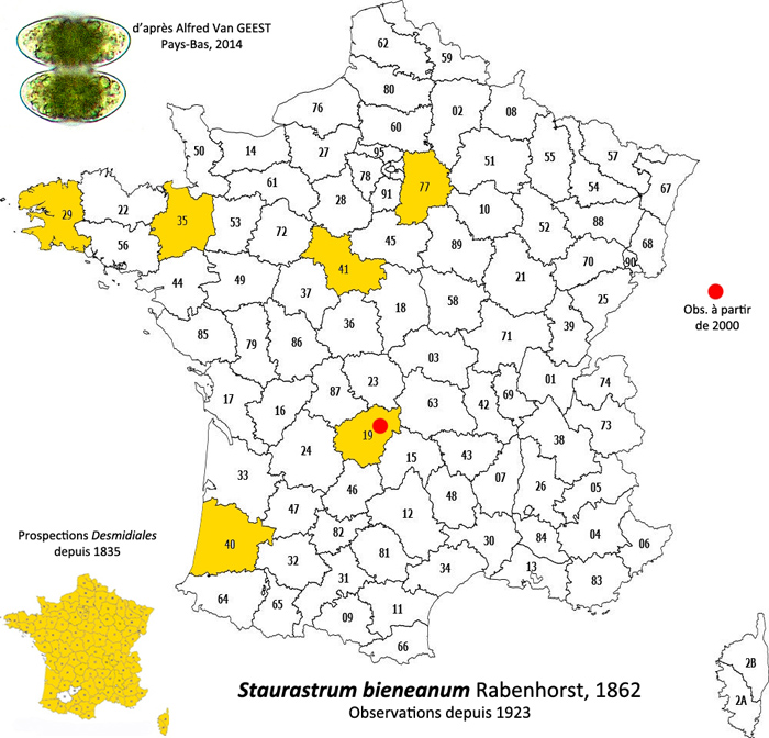 Staurastrum bieneanum Rabenhorst #82371