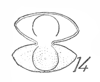 Staurastrum bieneanum Rabenhorst #82374