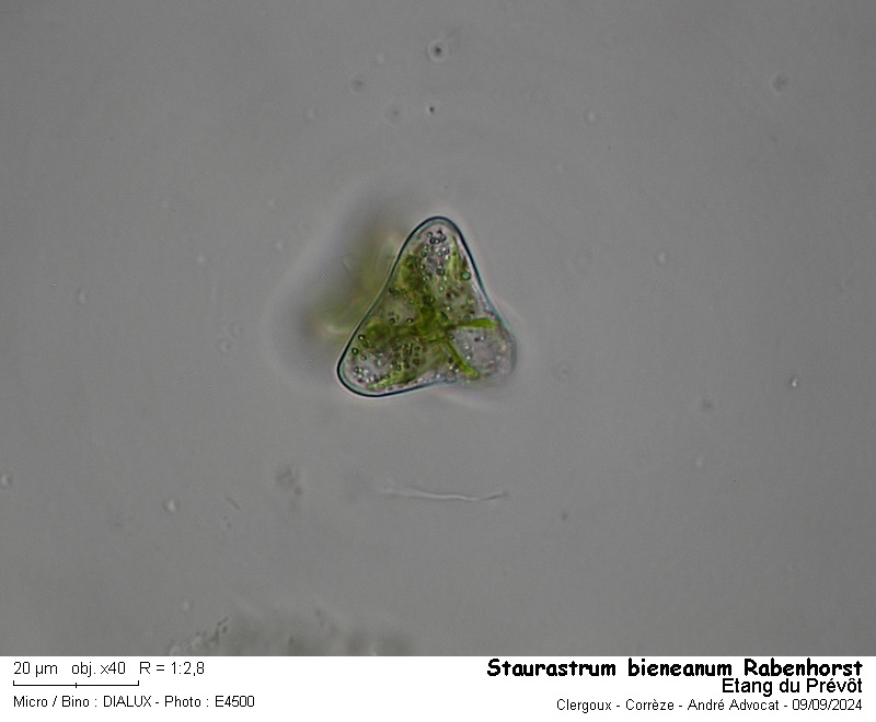 Staurastrum bieneanum Rabenhorst #80108