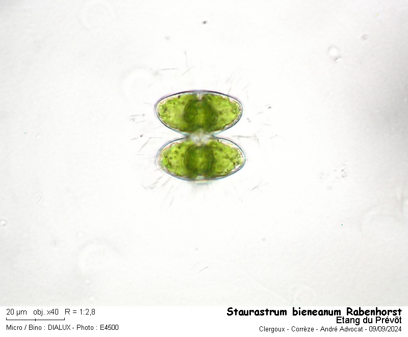 Staurastrum bieneanum Rabenhorst #80107