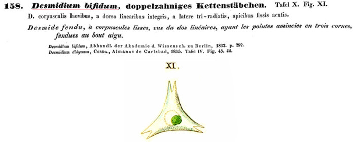 Staurastrum bifidum Ralfs #83542