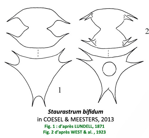 Staurastrum bifidum Ralfs #83541