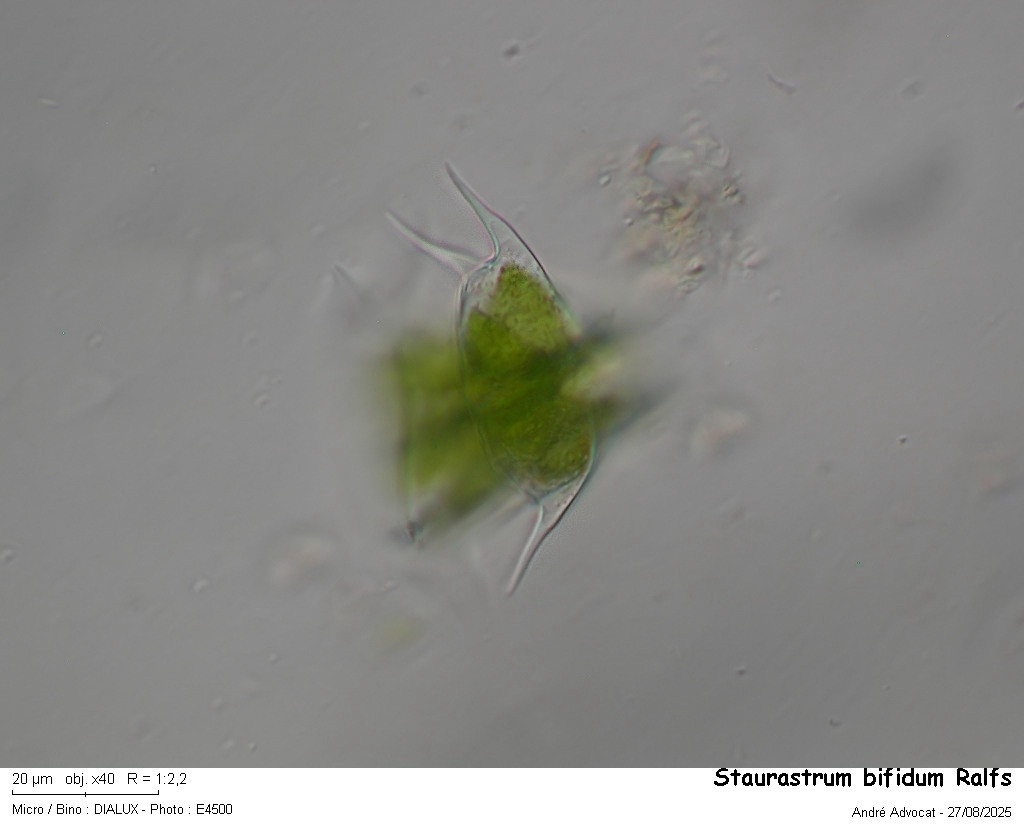 Staurastrum bifidum Ralfs #83498