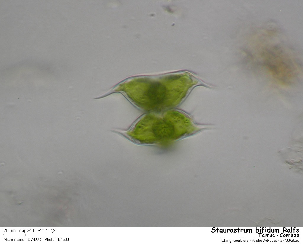 Staurastrum bifidum Ralfs #83496