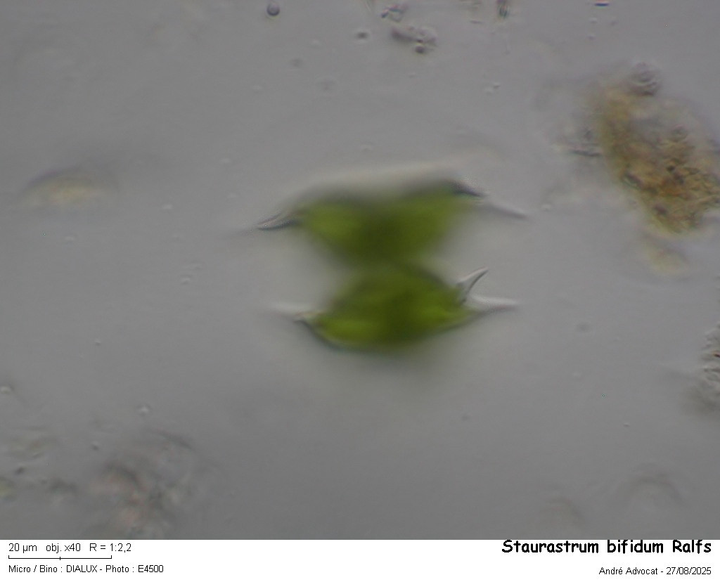 Staurastrum bifidum Ralfs #83497