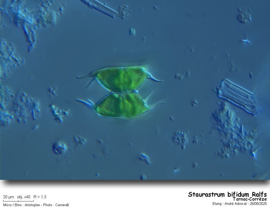 Staurastrum bifidum Ralfs #83500