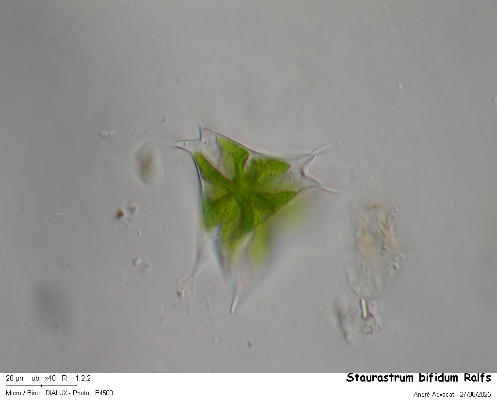 Staurastrum bifidum Ralfs #83499