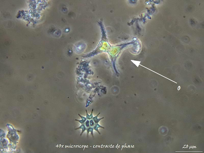 Staurastrum bloklandiae #76089