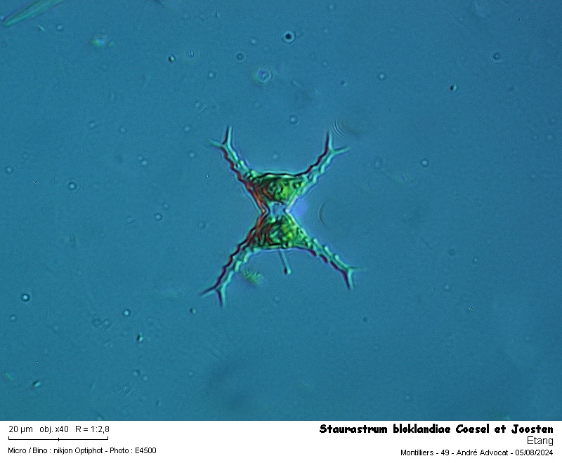Staurastrum bloklandiae Coesel et Joosten #79665