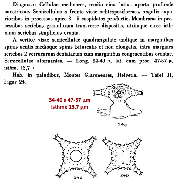 Staurastrum boreale West & G. S. West #80648