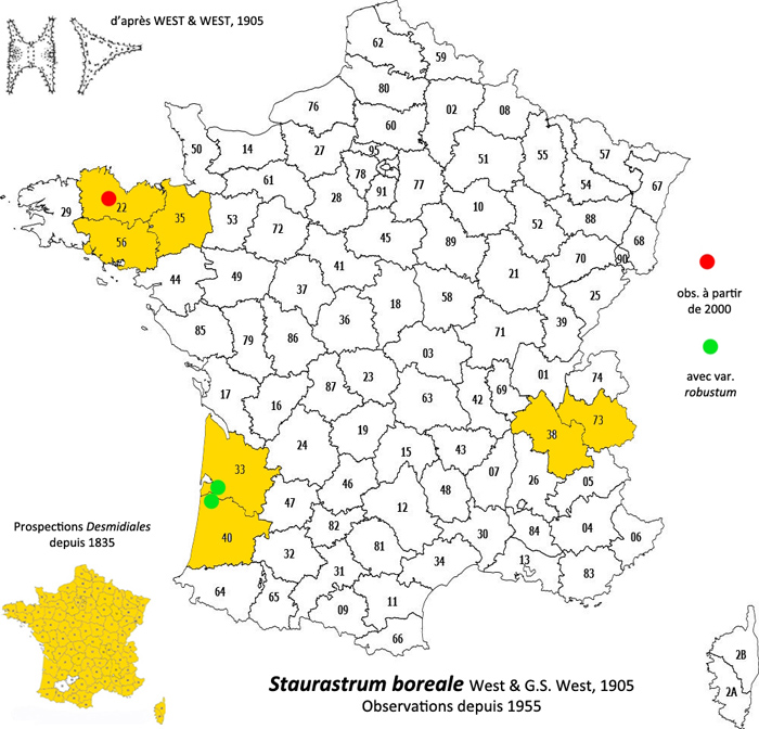 Staurastrum boreale West & G. S. West #80645