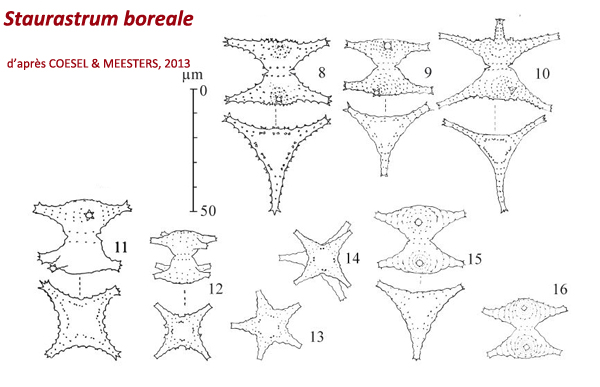 Staurastrum boreale West & G. S. West #80647