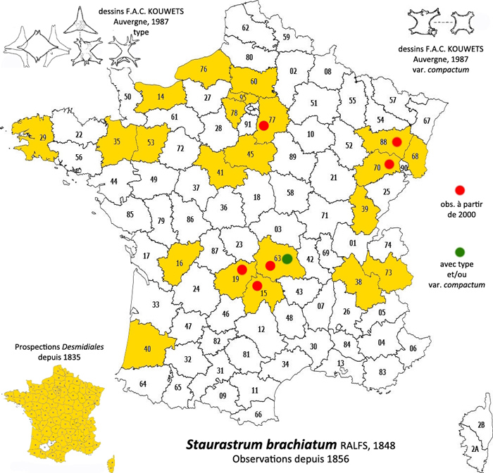 Staurastrum brachiatum Ralfs #79434