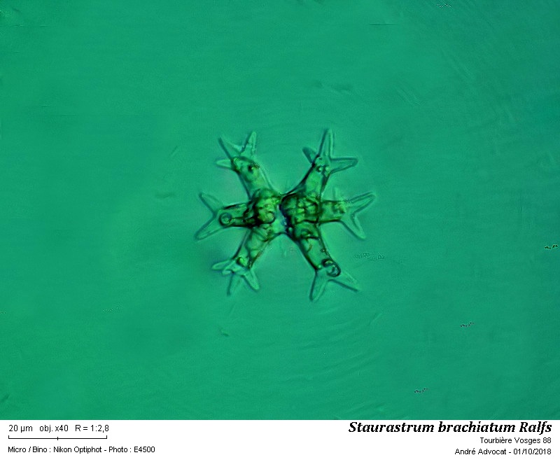 Staurastrum brachiatum Ralfs #56554