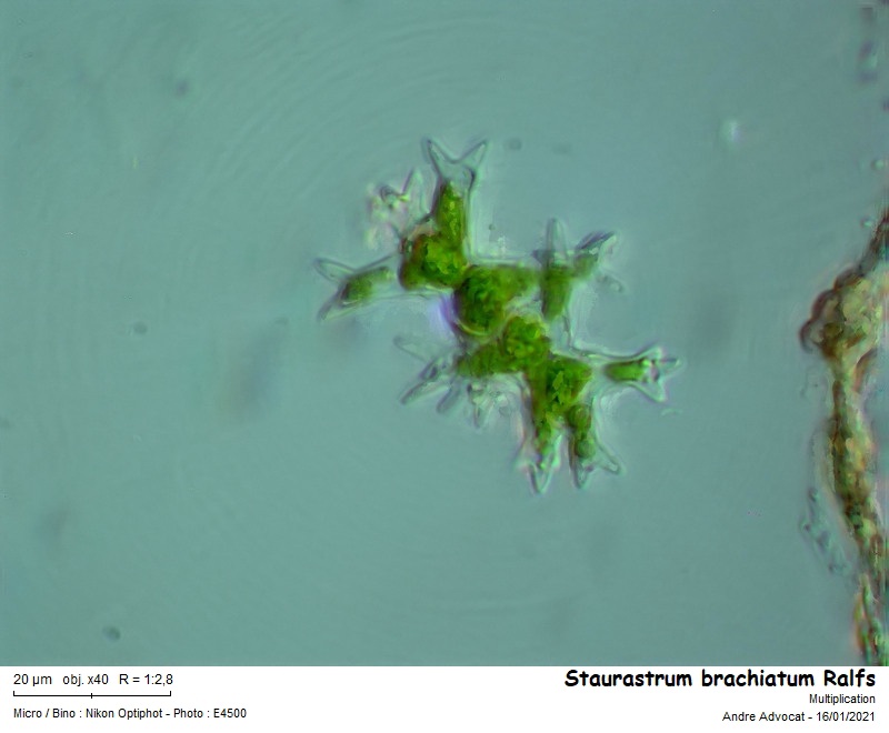Staurastrum brachiatum Ralfs #65419