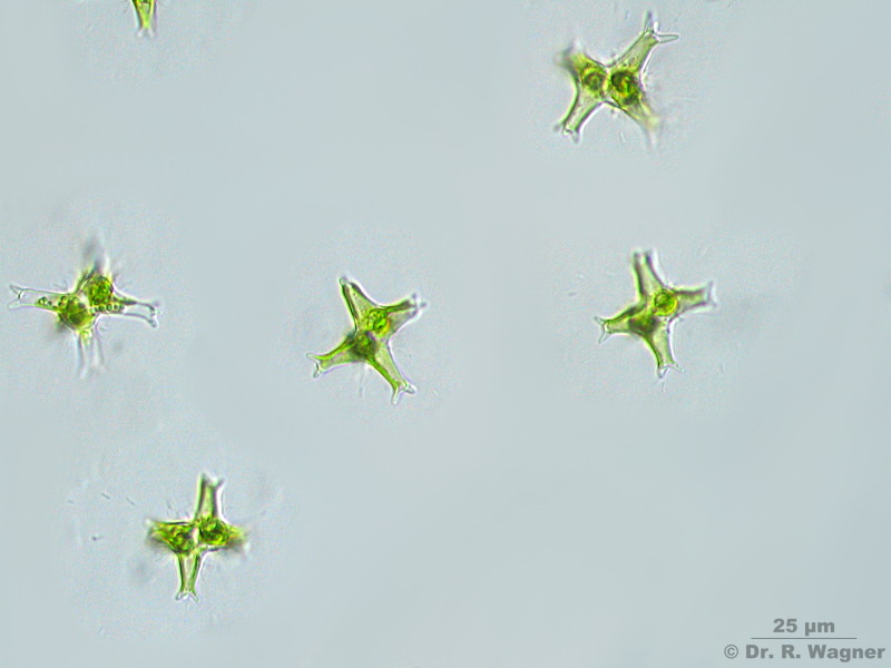 Staurastrum brachiatum #4798