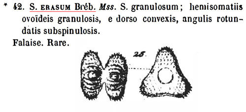 Staurastrum brebissonii Arch. var. brebissonii #83817