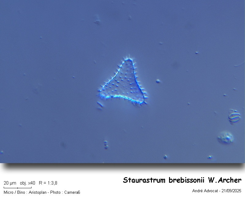 Staurastrum brebissonii W.Archer var.ordinatum Schmidle #83692