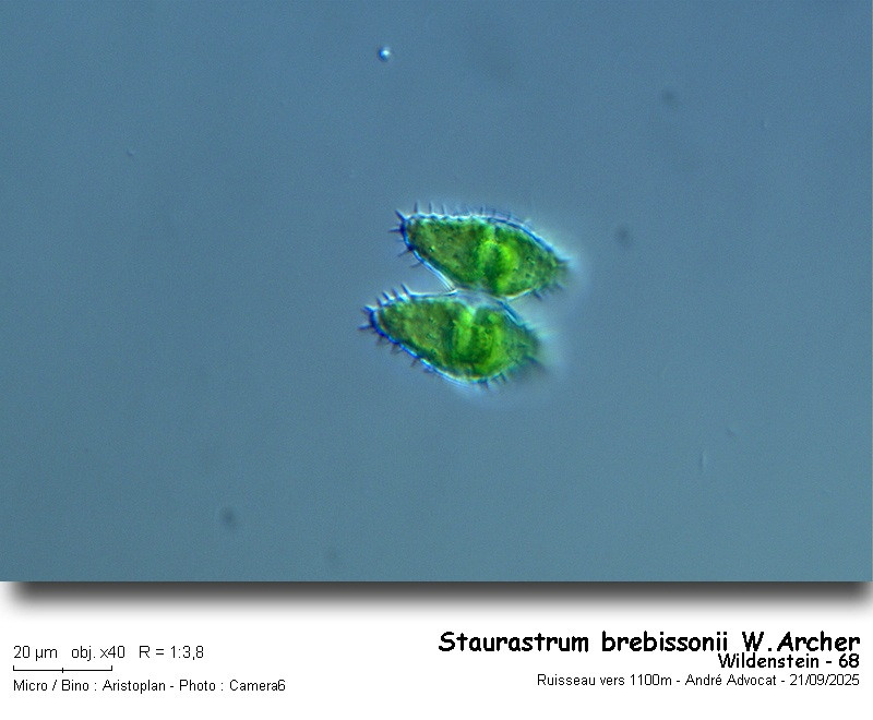 Staurastrum brebissonii W.Archer var.ordinatum Schmidle #83690