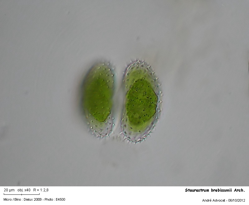 Staurastrum brebissonii Arch. var. brebissonii #28397