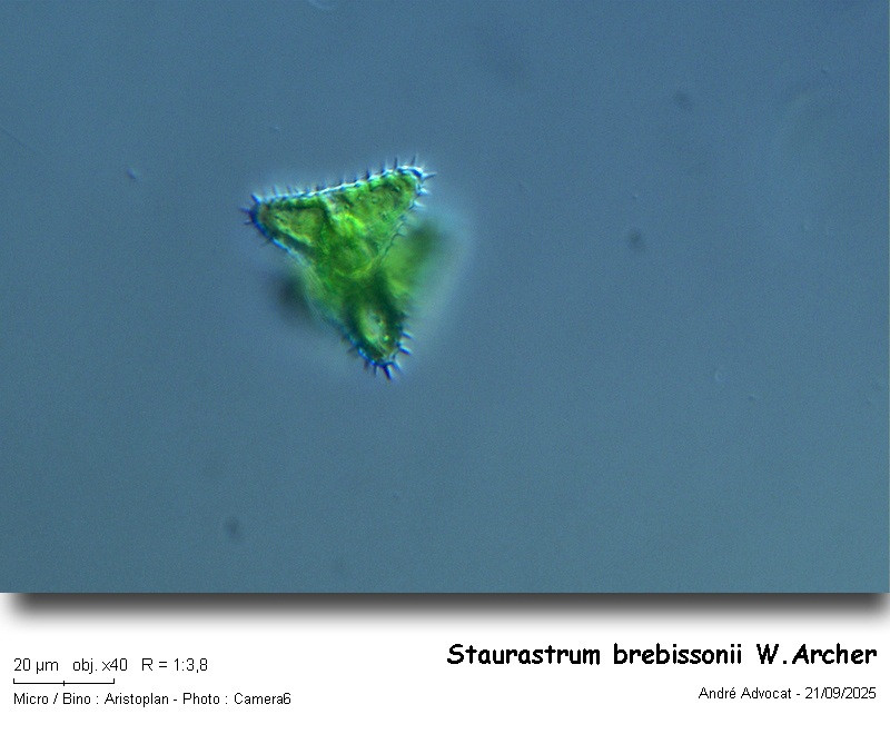 Staurastrum brebissonii W.Archer var.ordinatum Schmidle #83691