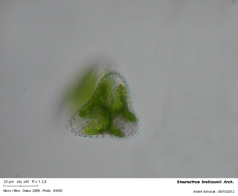Staurastrum brebissonii Arch. var. brebissonii #28398