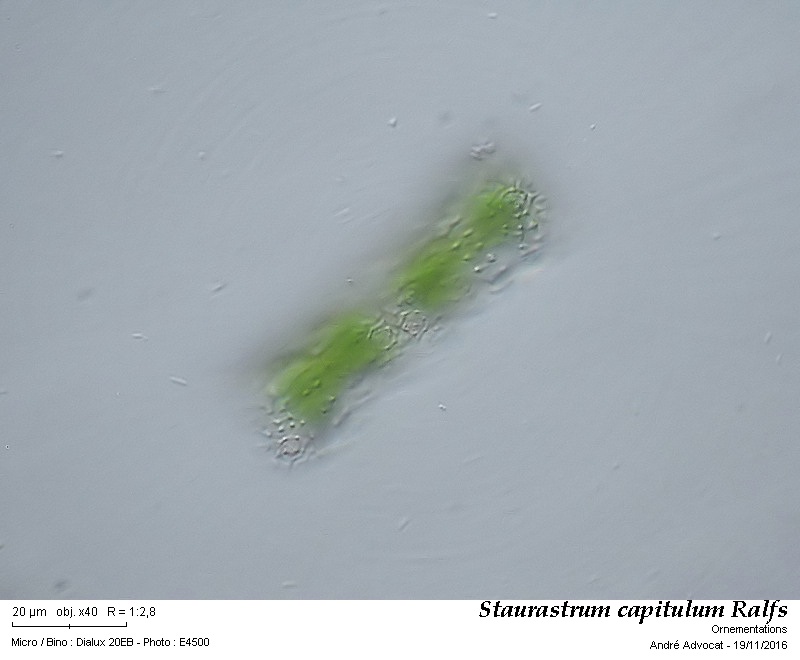 Staurastrum capitulum Ralfs #47640